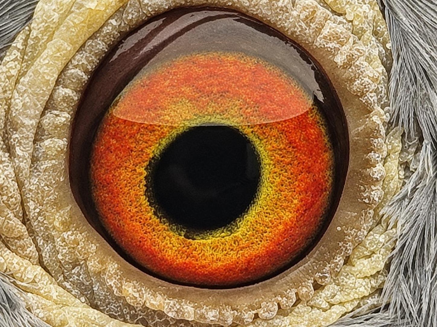Pigeon eye